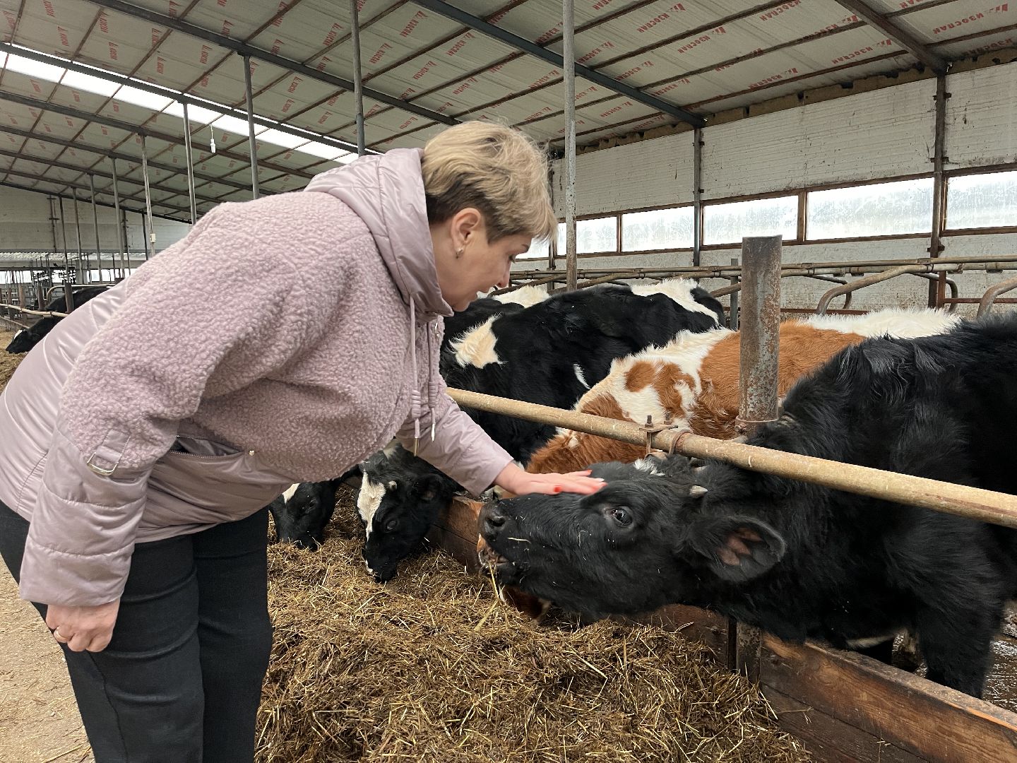 шаховская, коровы, молоко, хозяйство, ферма,