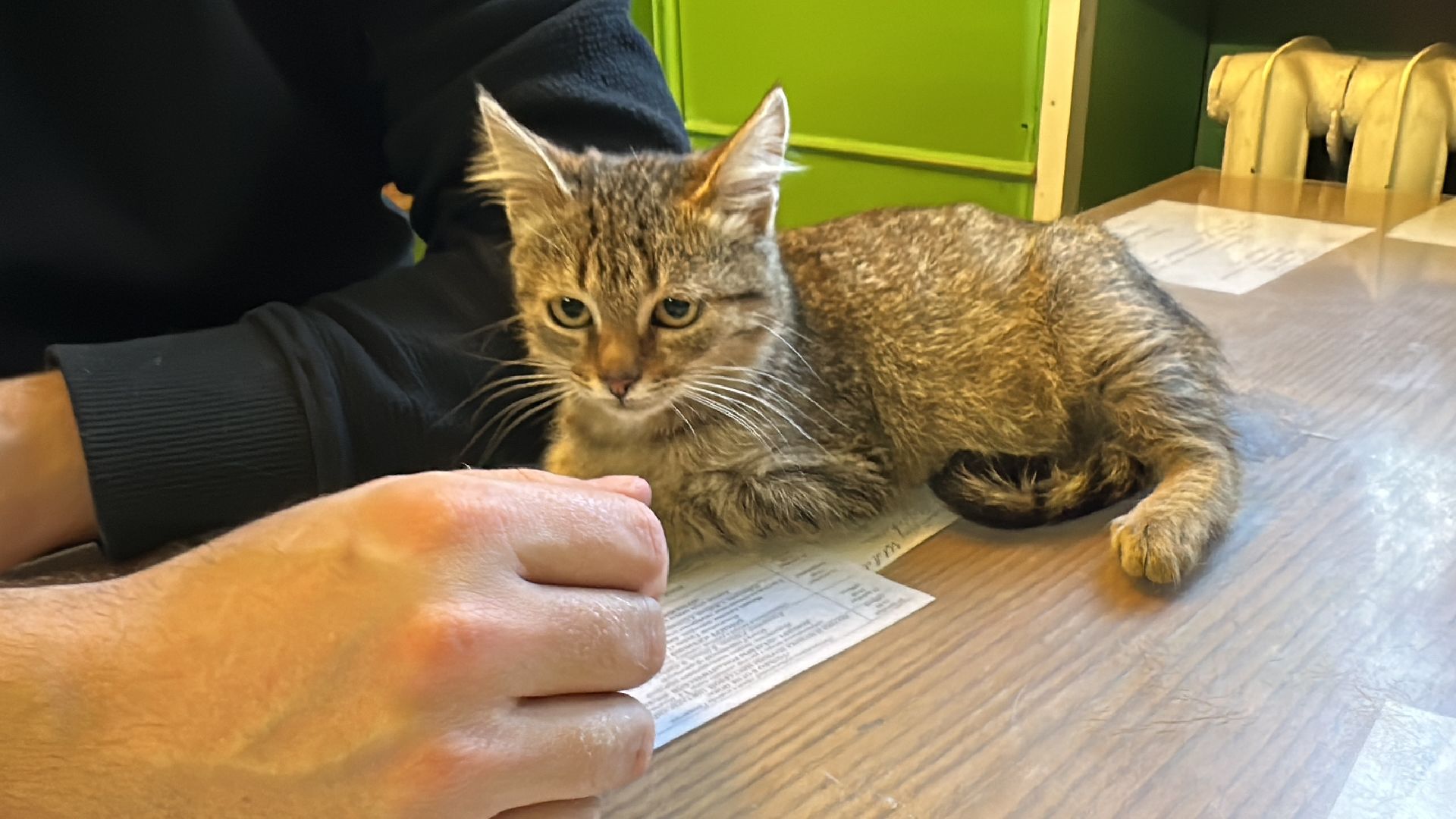 Одинцово, Спасение, Добрые сердца, Вяземы,