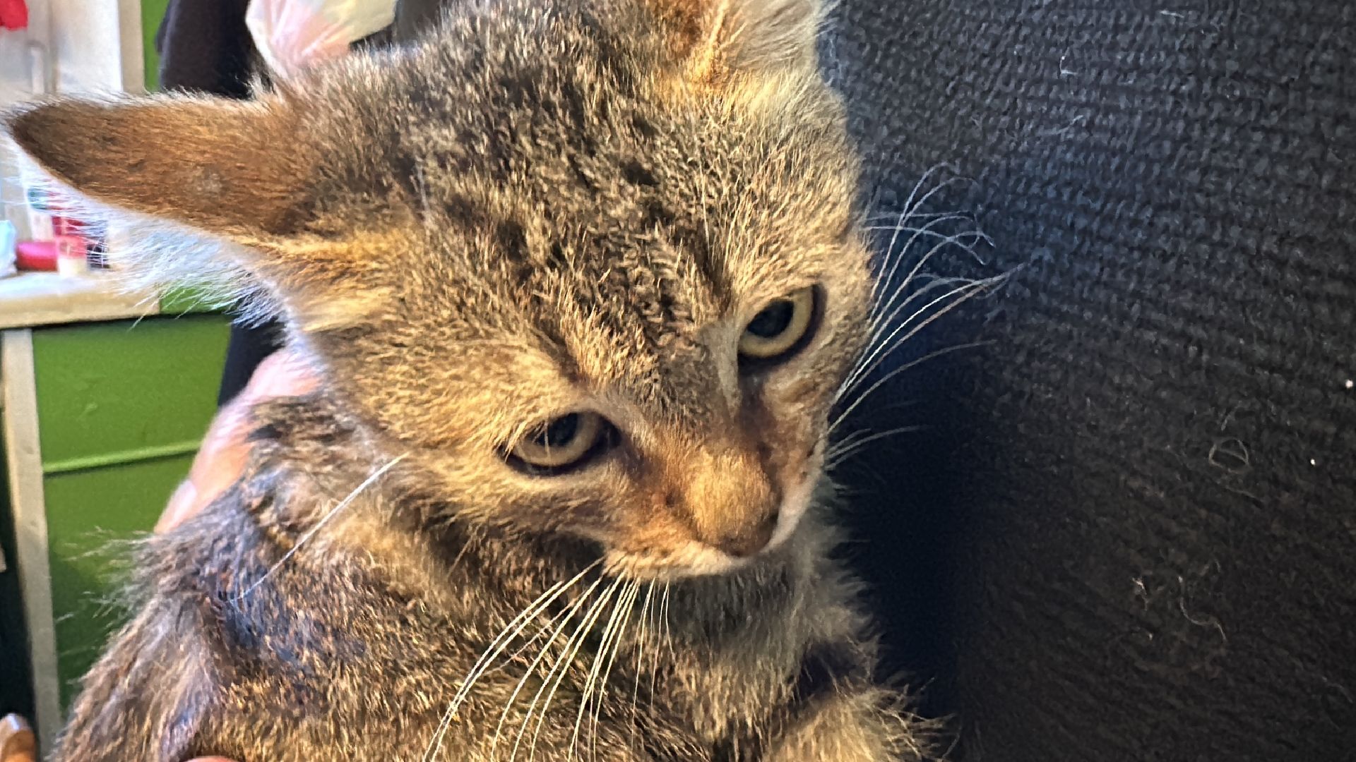 Одинцово, Спасение, Добрые сердца, Вяземы,