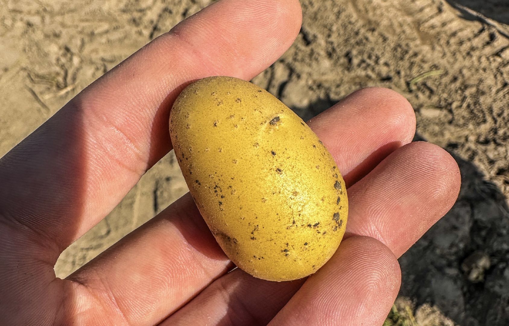 Клин, общество, экономика, сельское хозяйство,