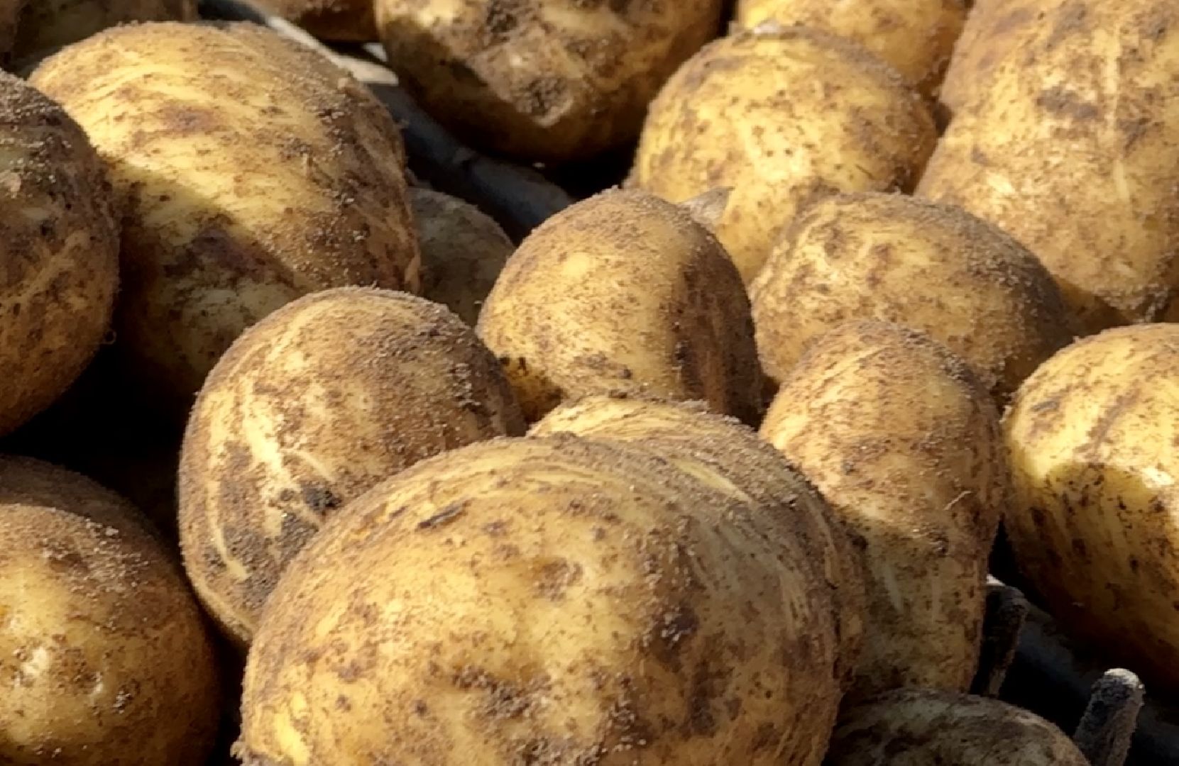 Клин, общество, экономика, сельское хозяйство,