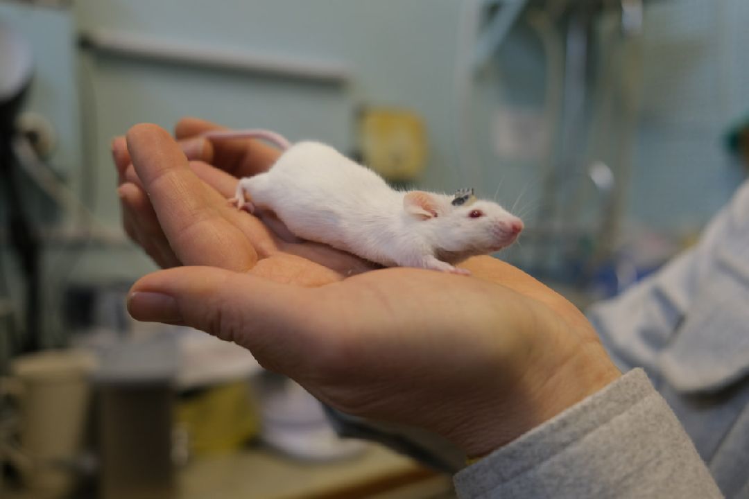 Пущино Ученые изобрели