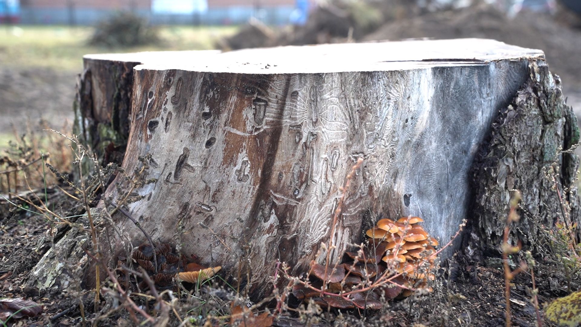 Большая Шатура, благоустройство, пни, корчевание,