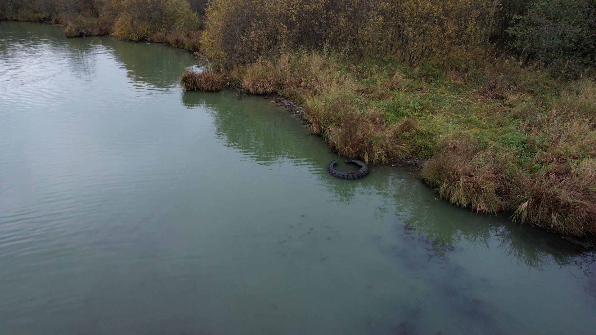 озеро, видео с коптера, купавна, рыба,