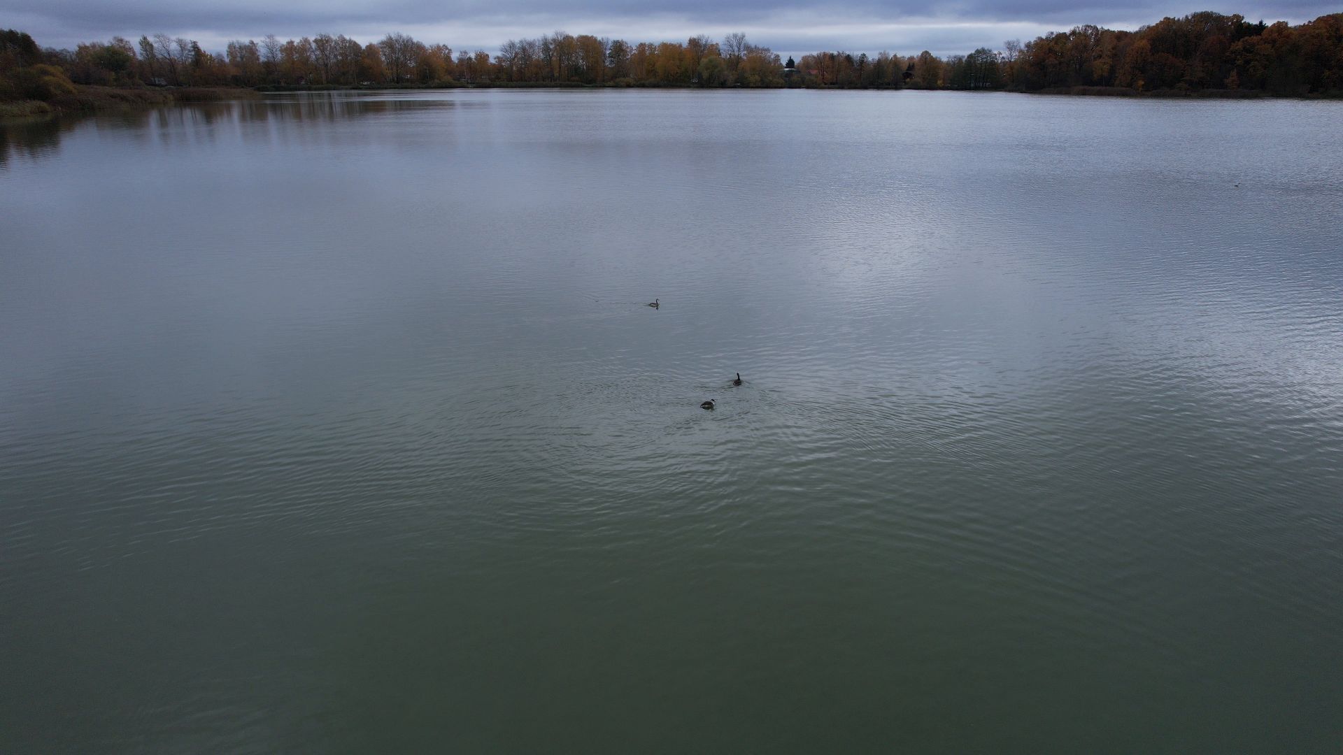 озеро, видео с коптера, купавна, рыба,