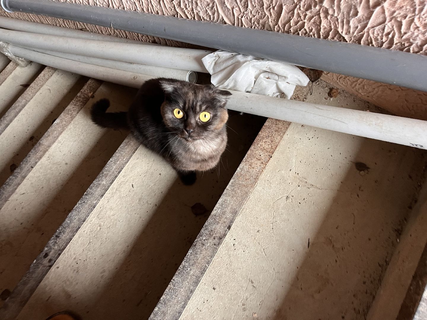 Шаховская, Кошка, бездомные животные, кот, приют,