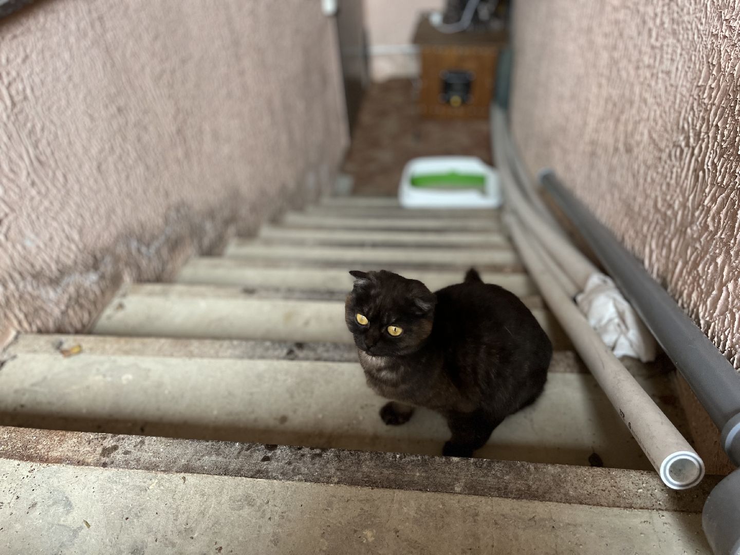 Шаховская, Кошка, бездомные животные, кот, приют,