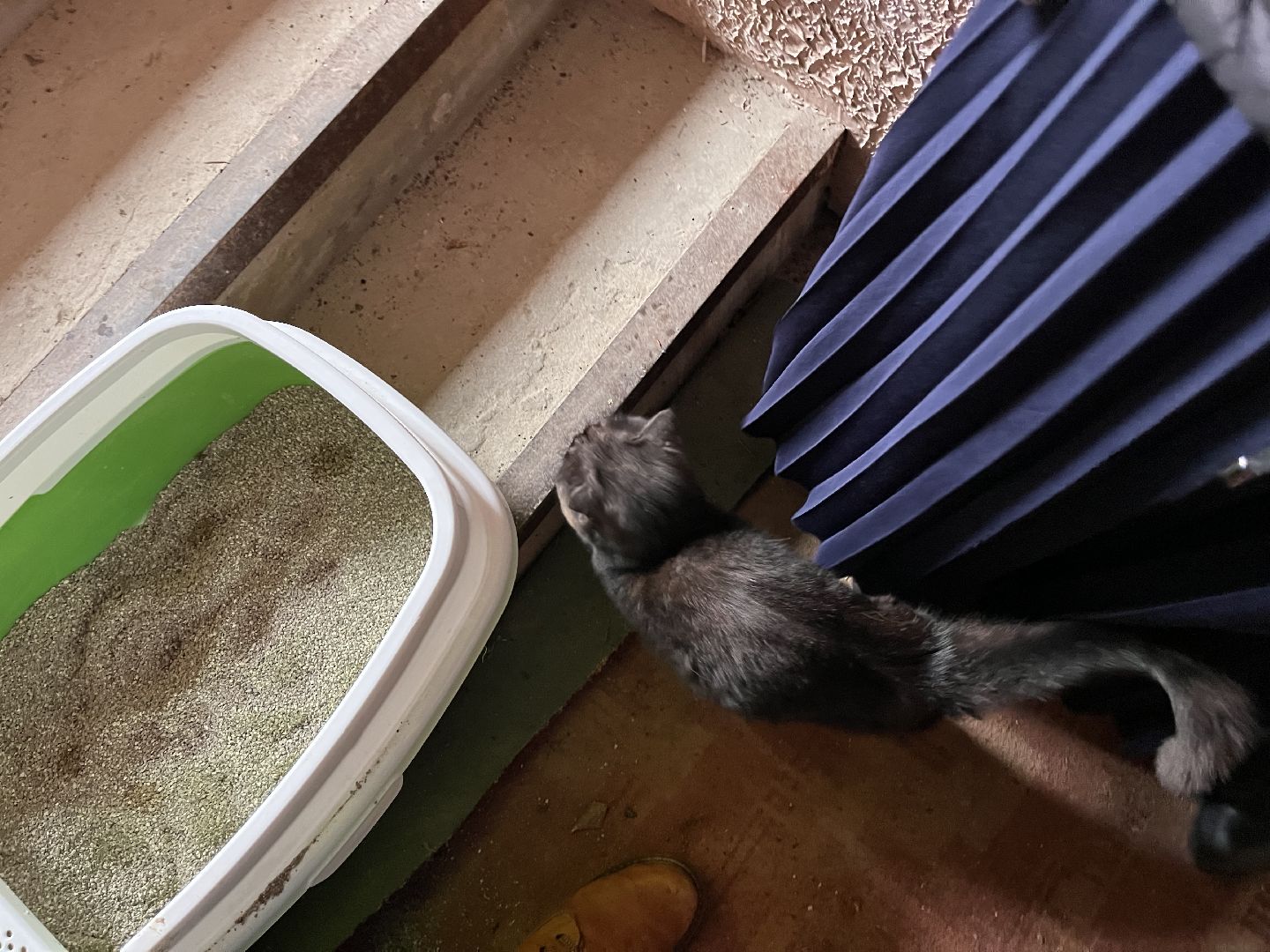 Шаховская, Кошка, бездомные животные, кот, приют,