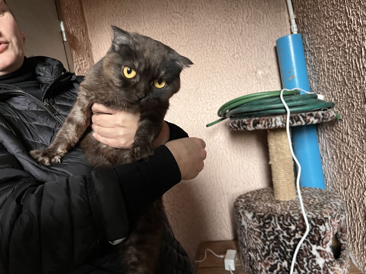 Шаховская, Кошка, бездомные животные, кот, приют,