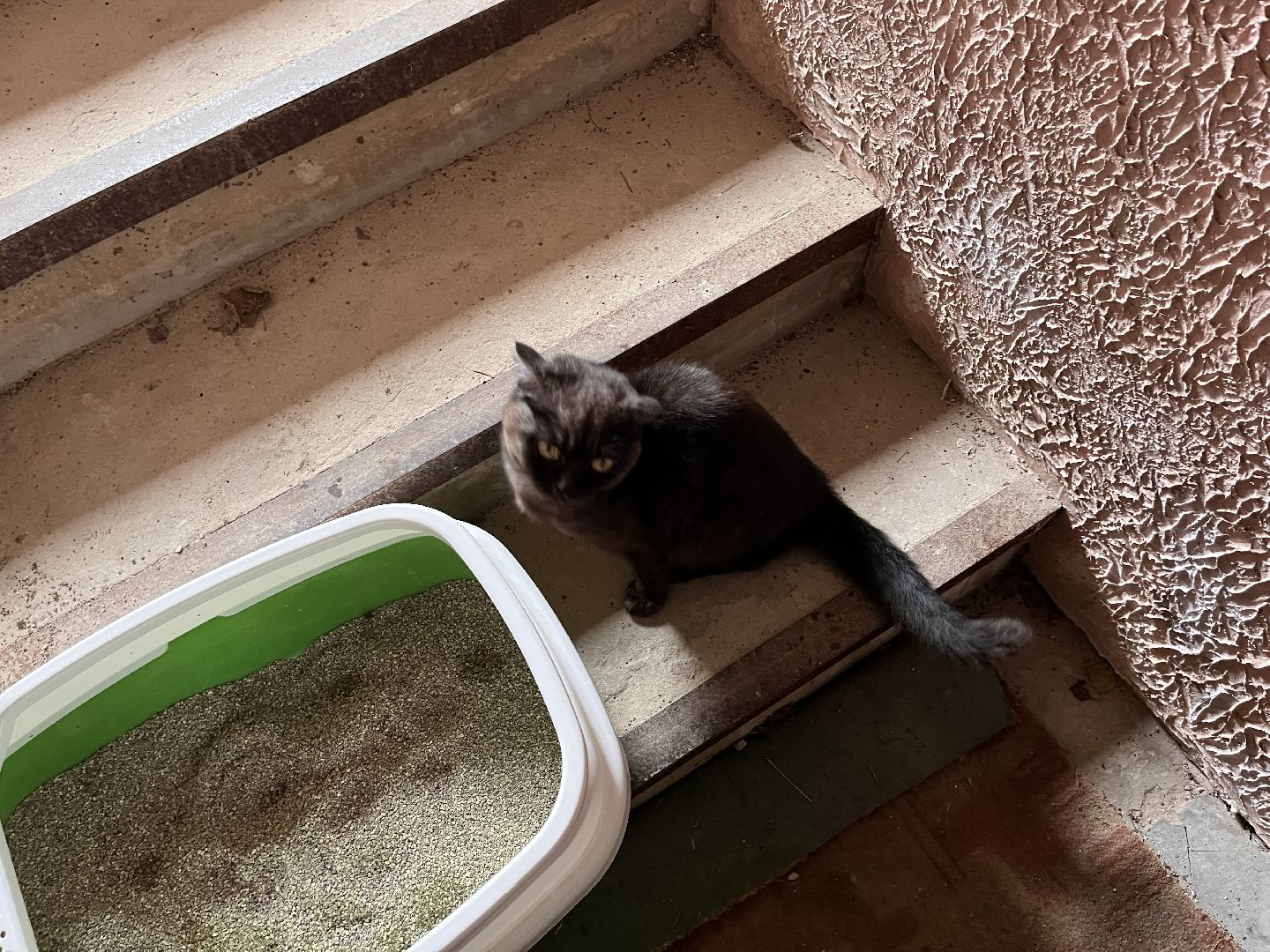 Шаховская, Кошка, бездомные животные, кот, приют,