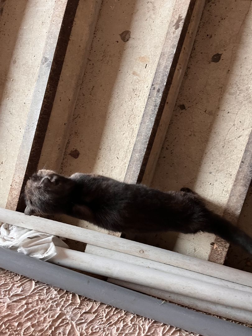 Шаховская, Кошка, бездомные животные, кот, приют,