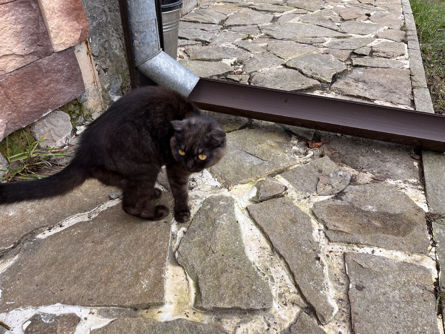 Шаховская, Кошка, бездомные животные, кот, приют,