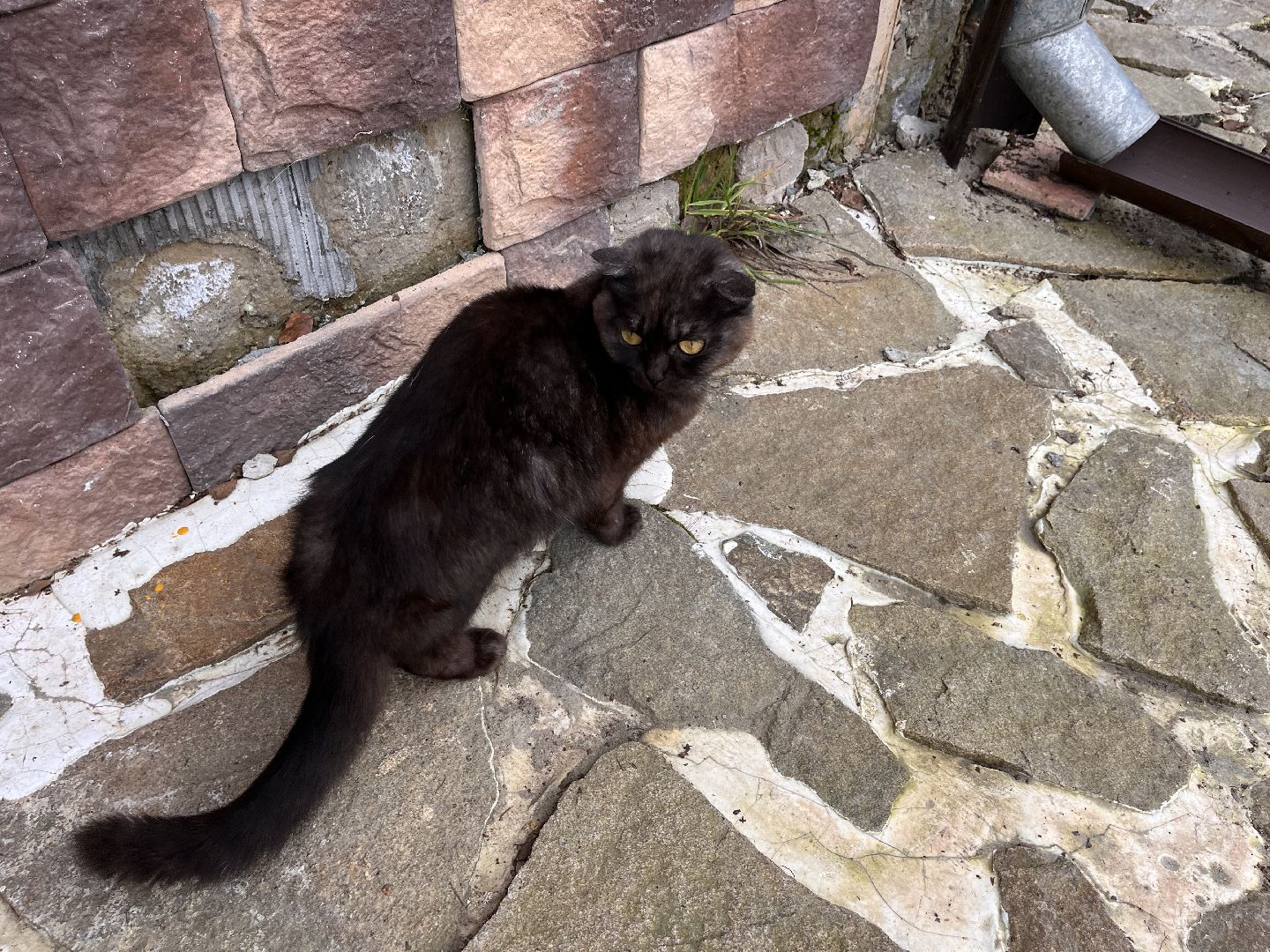 Шаховская, Кошка, бездомные животные, кот, приют,