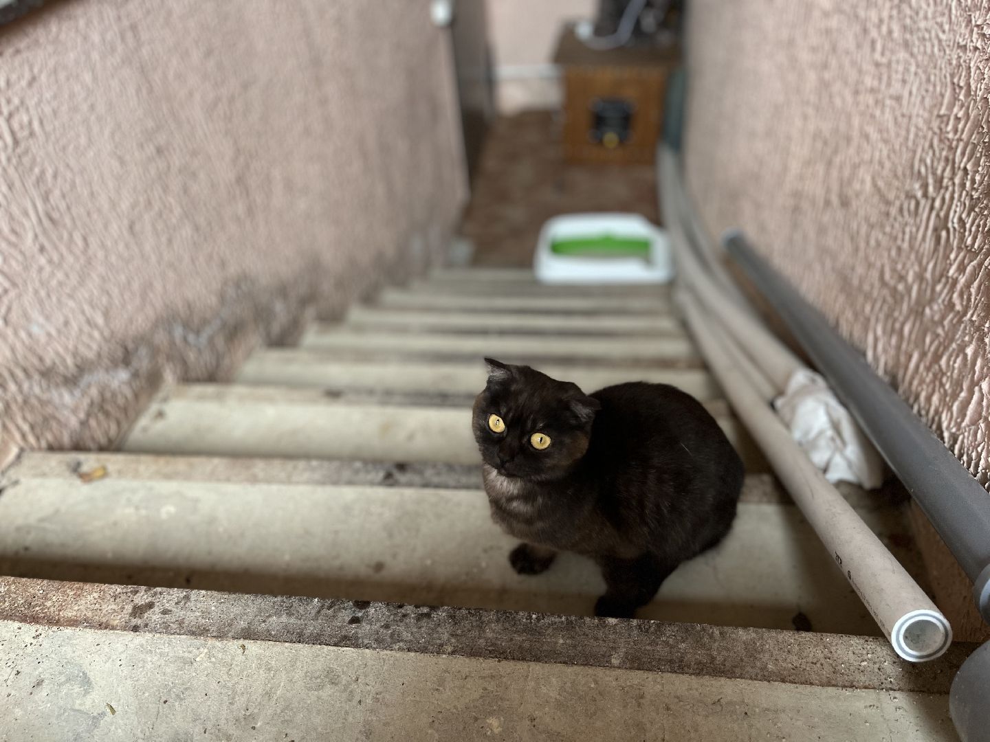 Шаховская, Кошка, бездомные животные, кот, приют,