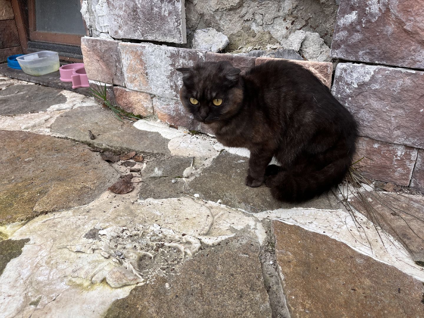 Шаховская, Кошка, бездомные животные, кот, приют,