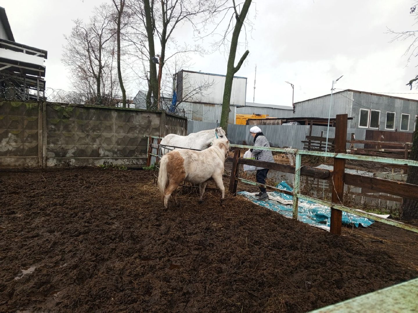 пушкино, конный клуб, активное долголетие, экскурсии,