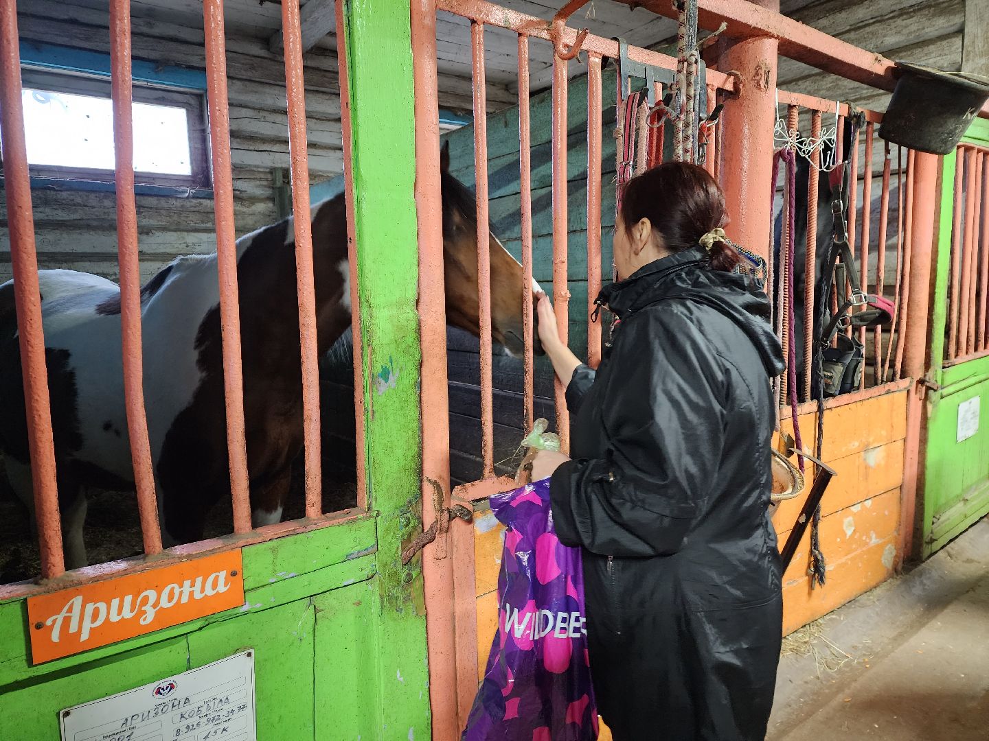 пушкино, конный клуб, активное долголетие, экскурсии,