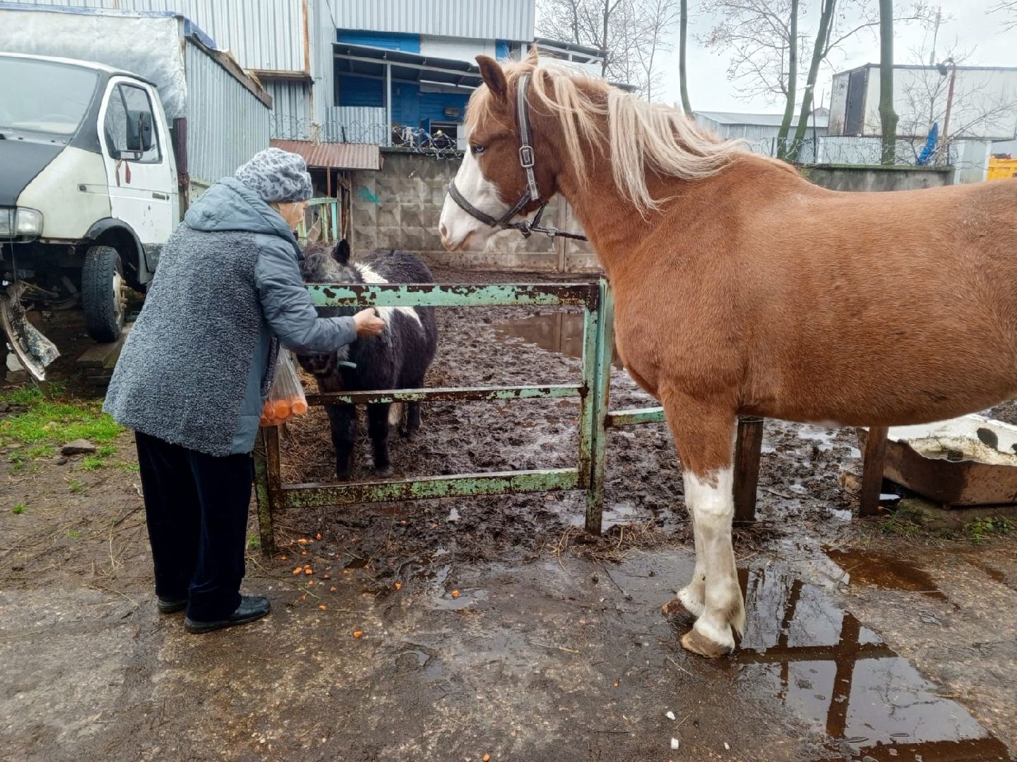 пушкино, конный клуб, активное долголетие, экскурсии,