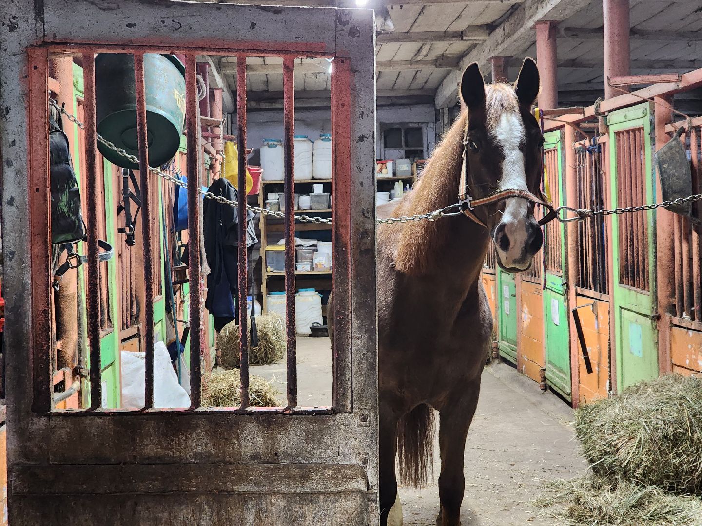 пушкино, конный клуб, активное долголетие, экскурсии,