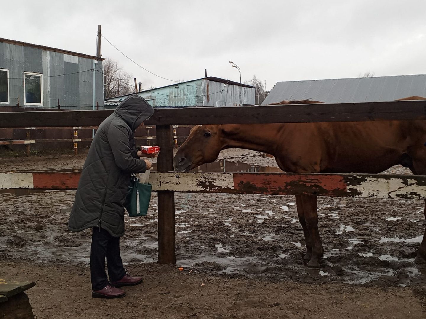 пушкино, конный клуб, активное долголетие, экскурсии,