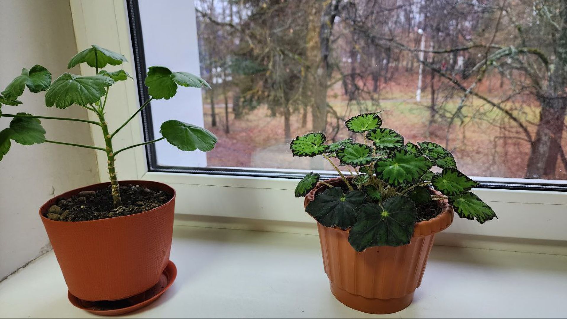 Дмитров, Синьковская поликлиника, Земский доктор,