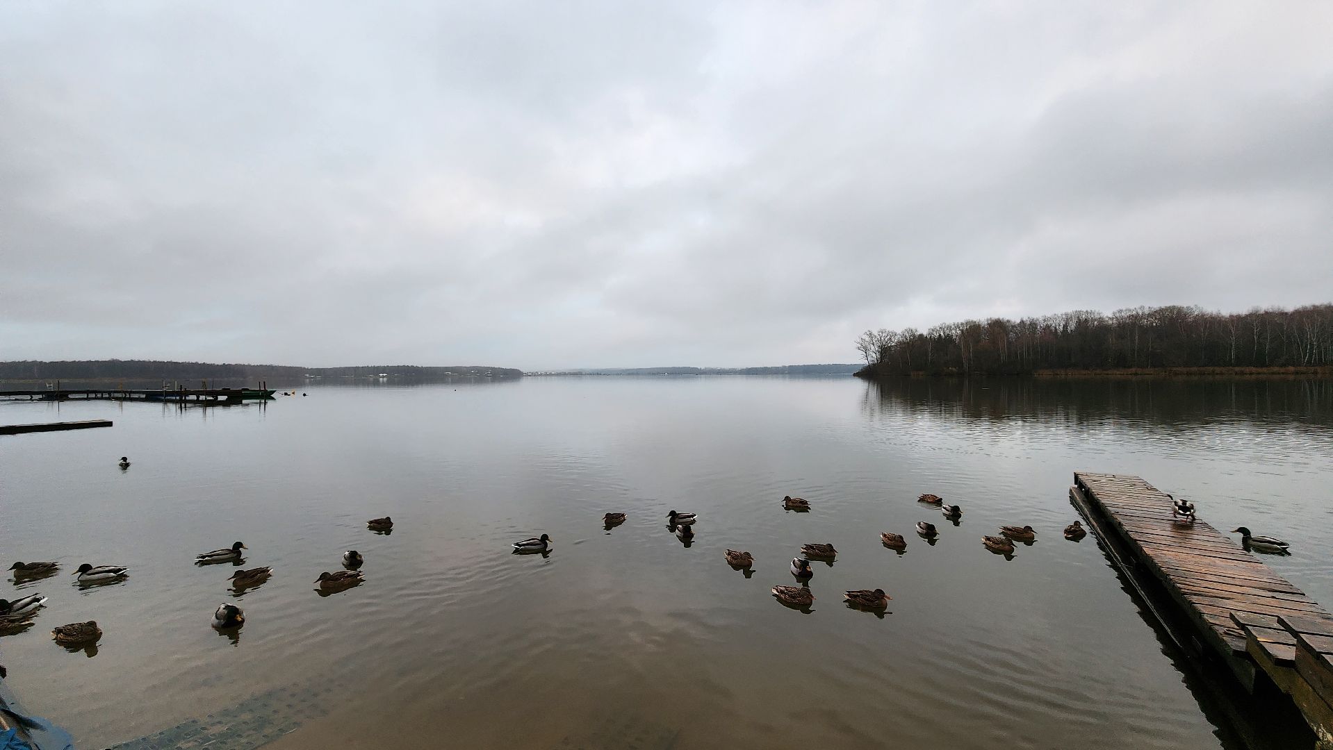 солнечногорск, экология, озеро Сенеж, рыба, зарыбление,