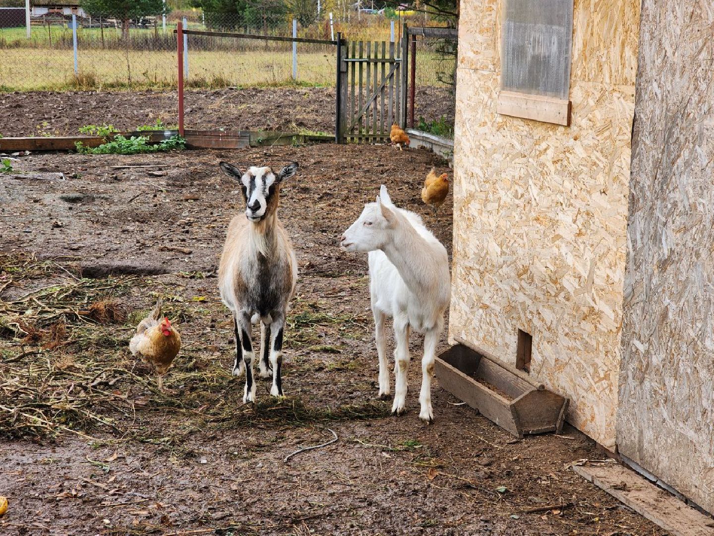 можайск, можайский городской округ, подмосковье, многодетная семья, многодетный отец, дети, воспитание детей,