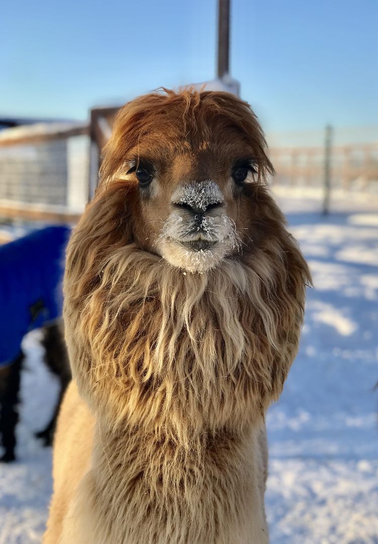 Дмитров, Туризм, Волен, Зооферма Шихово, Российские альпаки, Картодром Маяк, Целеево, Клуб Тягачева, Дмитровский кремль,