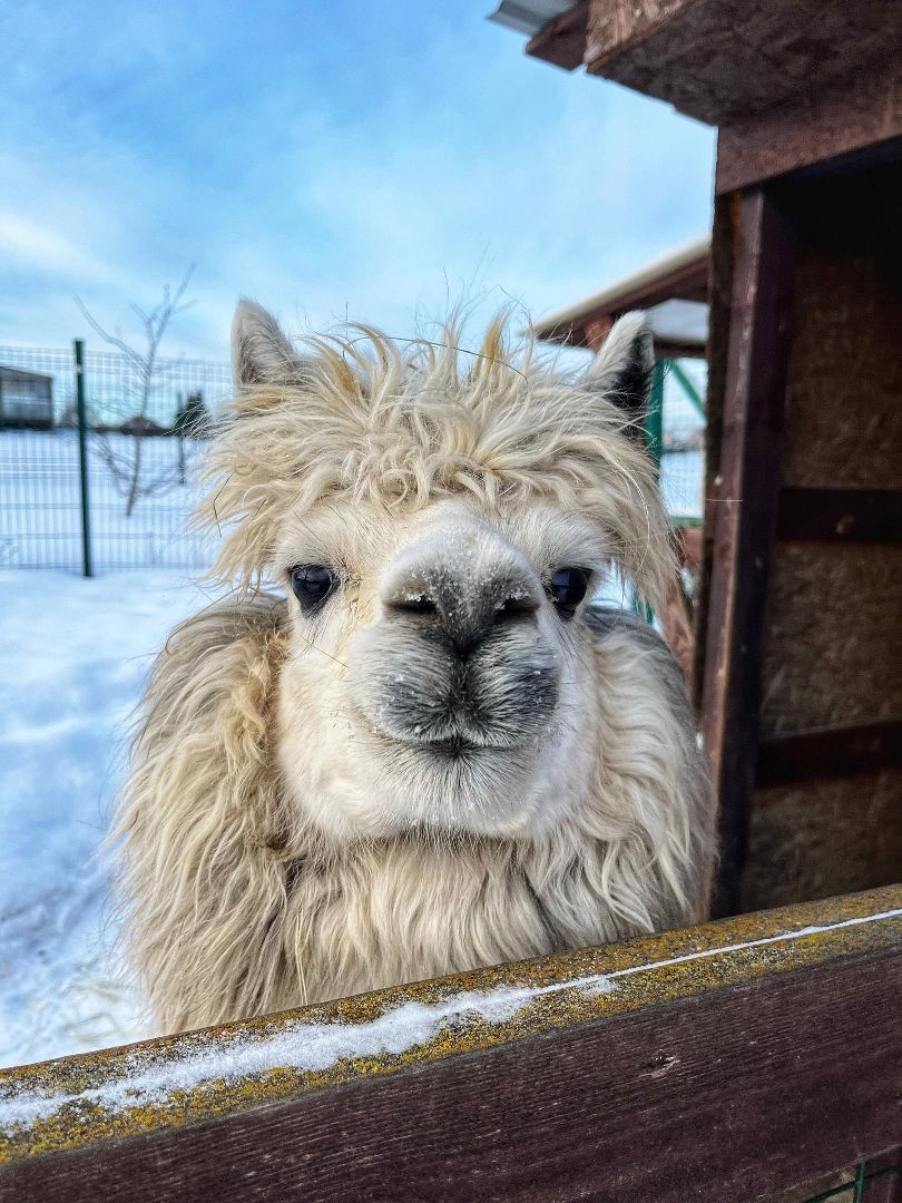 Дмитров, Туризм, Волен, Зооферма Шихово, Российские альпаки, Картодром Маяк, Целеево, Клуб Тягачева, Дмитровский кремль,