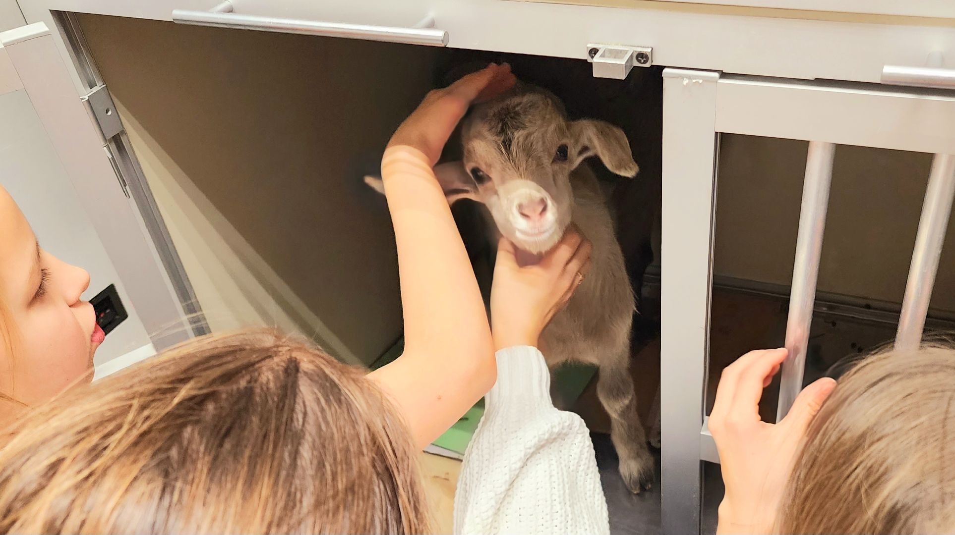 домодедово, подмосковье, Урок доброты, вет станция, ветеринарная станция, ТВУ 5, Госветслужба, Бездомные животные, лечение животных, домашние животные, ветеринарная клиника, лечение бешенства, профилактика бешенства, ветеринария, пушистый пациент, Уроки доброты,