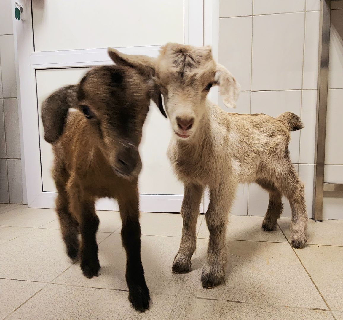домодедово, подмосковье, Урок доброты, вет станция, ветеринарная станция, ТВУ 5, Госветслужба, Бездомные животные, лечение животных, домашние животные, ветеринарная клиника, лечение бешенства, профилактика бешенства, ветеринария, пушистый пациент, Уроки доброты,