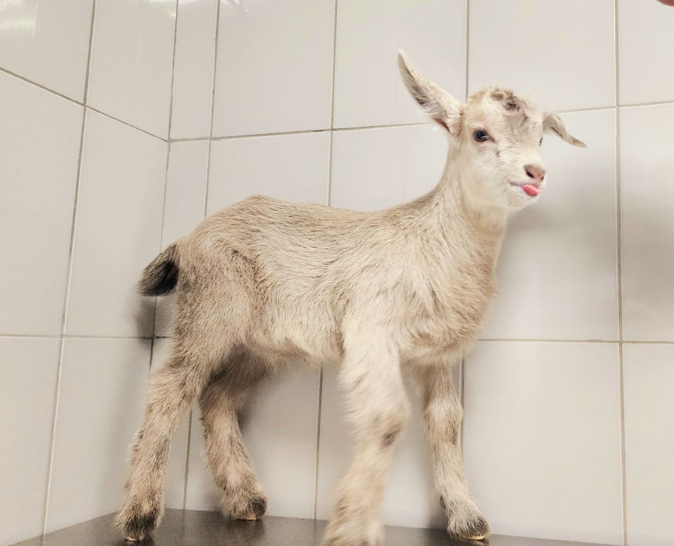 домодедово, подмосковье, Урок доброты, вет станция, ветеринарная станция, ТВУ 5, Госветслужба, Бездомные животные, лечение животных, домашние животные, ветеринарная клиника, лечение бешенства, профилактика бешенства, ветеринария, пушистый пациент, Уроки доброты,