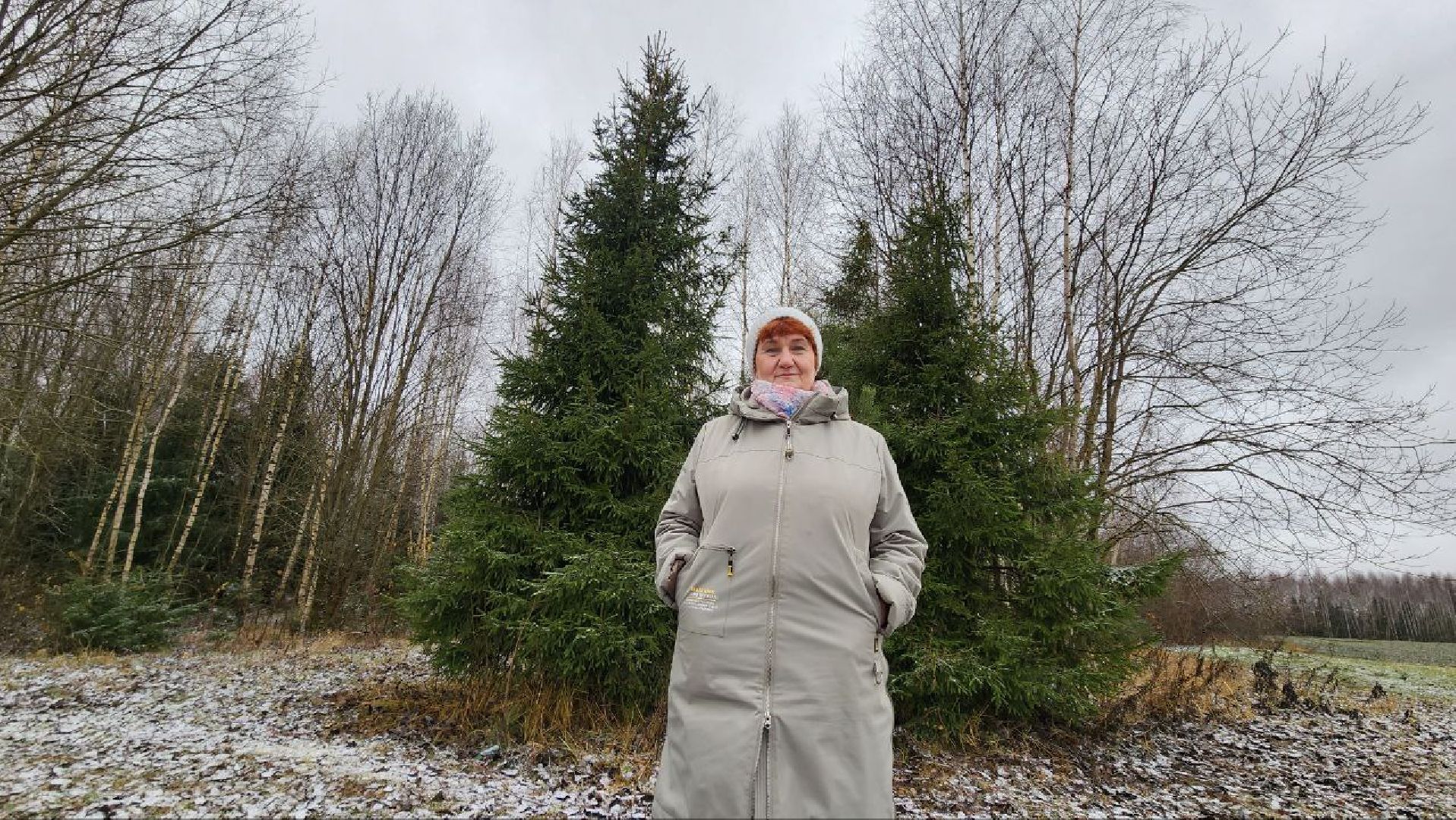 Дмитров, Лесной питомник, Комитет лесного хозяйства,