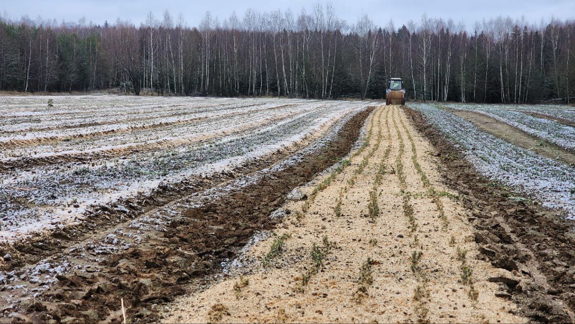 Дмитров, Лесной питомник, Комитет лесного хозяйства,