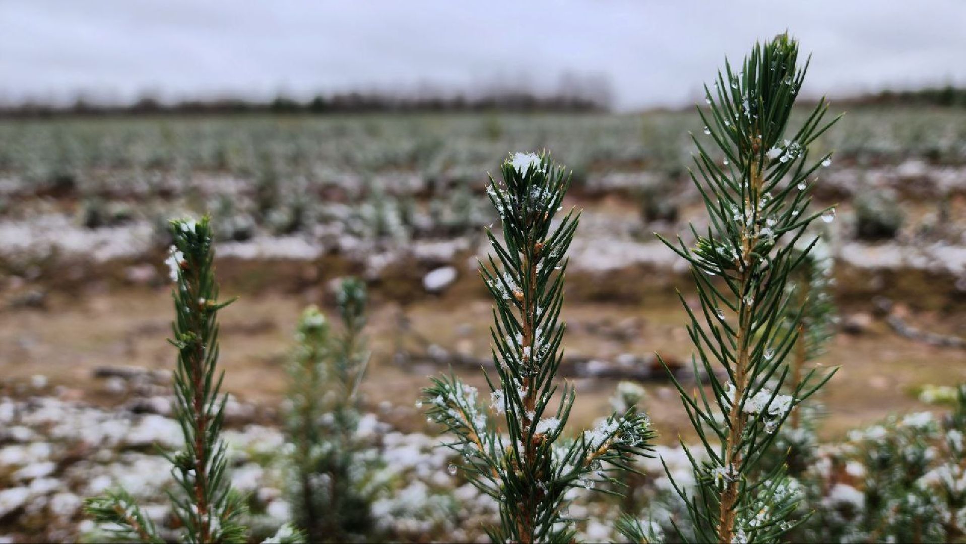 Дмитров, Лесной питомник, Комитет лесного хозяйства,