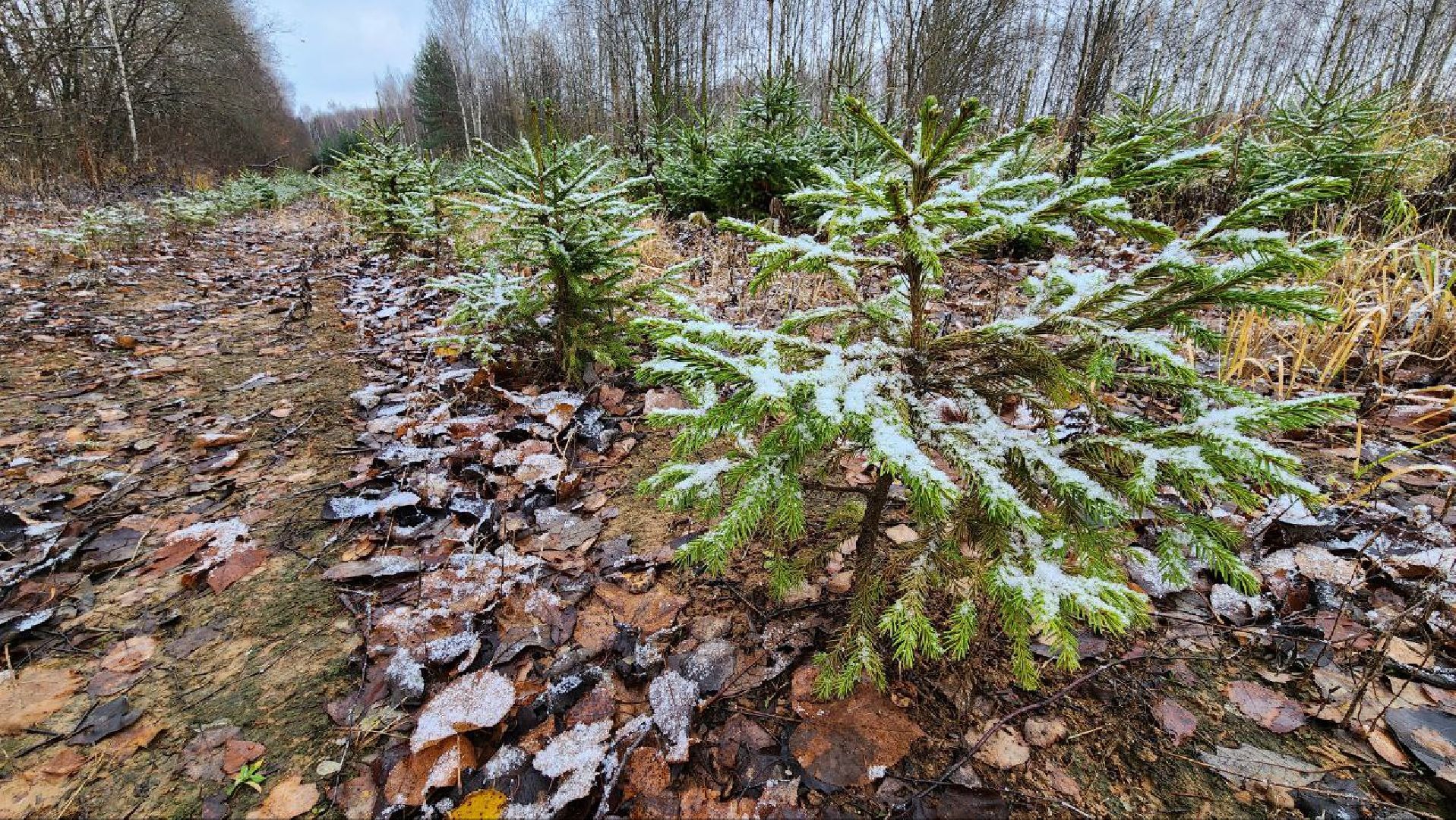 Дмитров, Лесной питомник, Комитет лесного хозяйства,