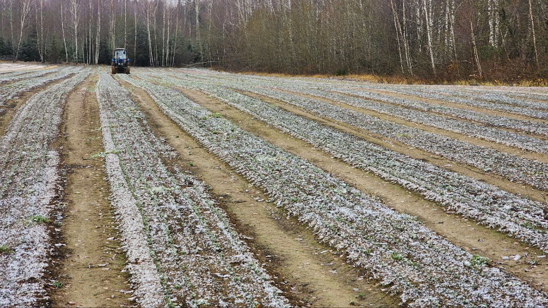 Дмитров, Лесной питомник, Комитет лесного хозяйства,