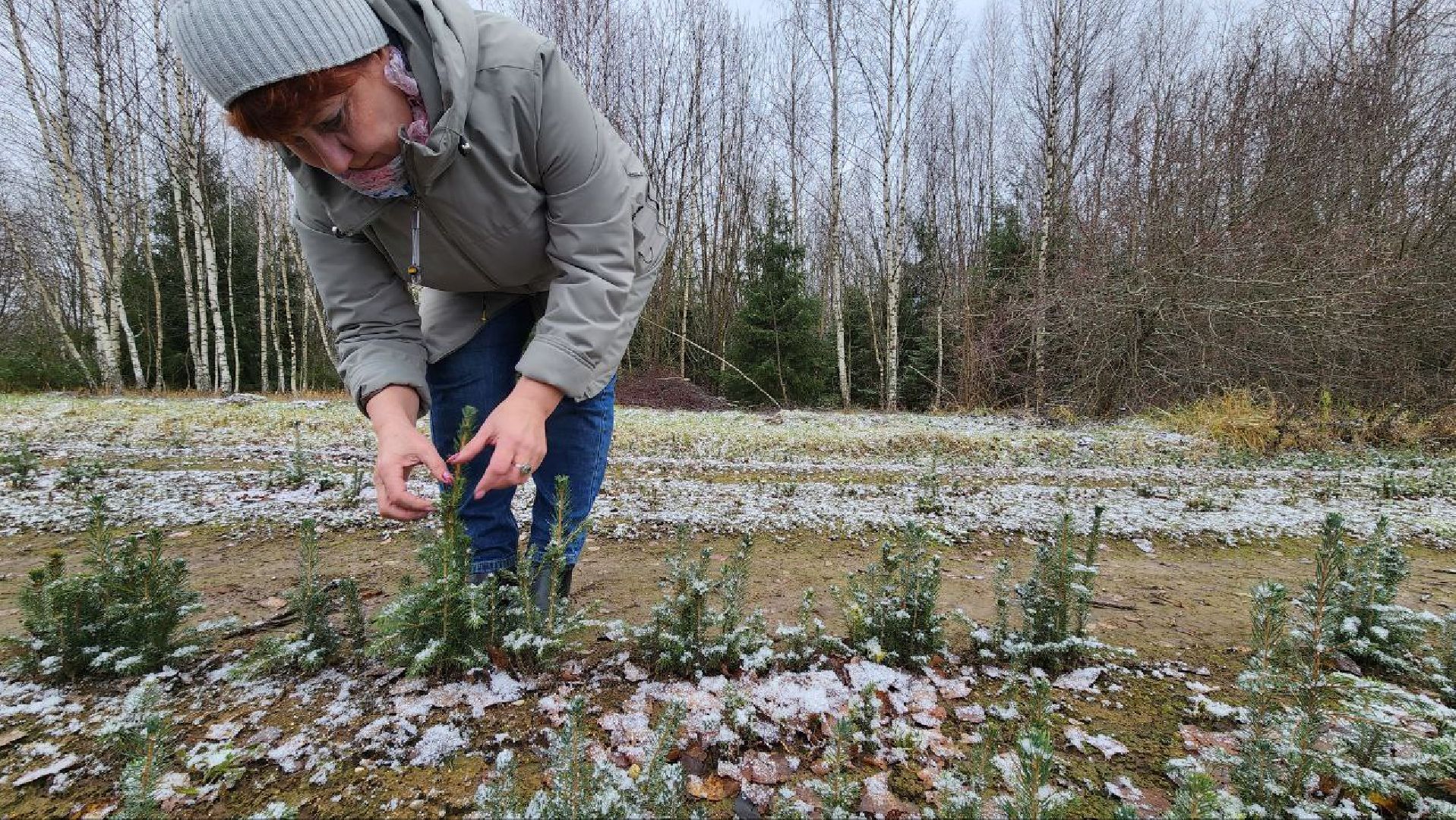 Дмитров, Лесной питомник, Комитет лесного хозяйства,