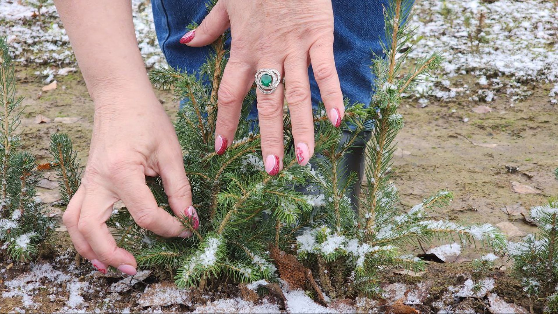 Дмитров, Лесной питомник, Комитет лесного хозяйства,