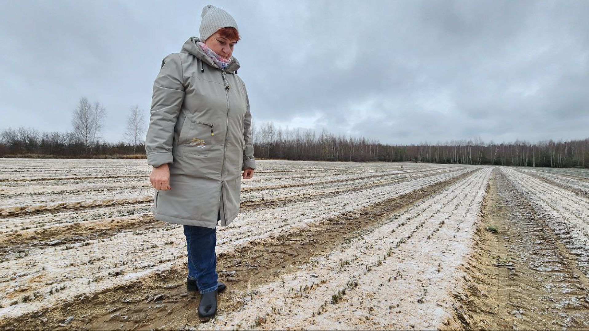 Дмитров, Лесной питомник, Комитет лесного хозяйства,