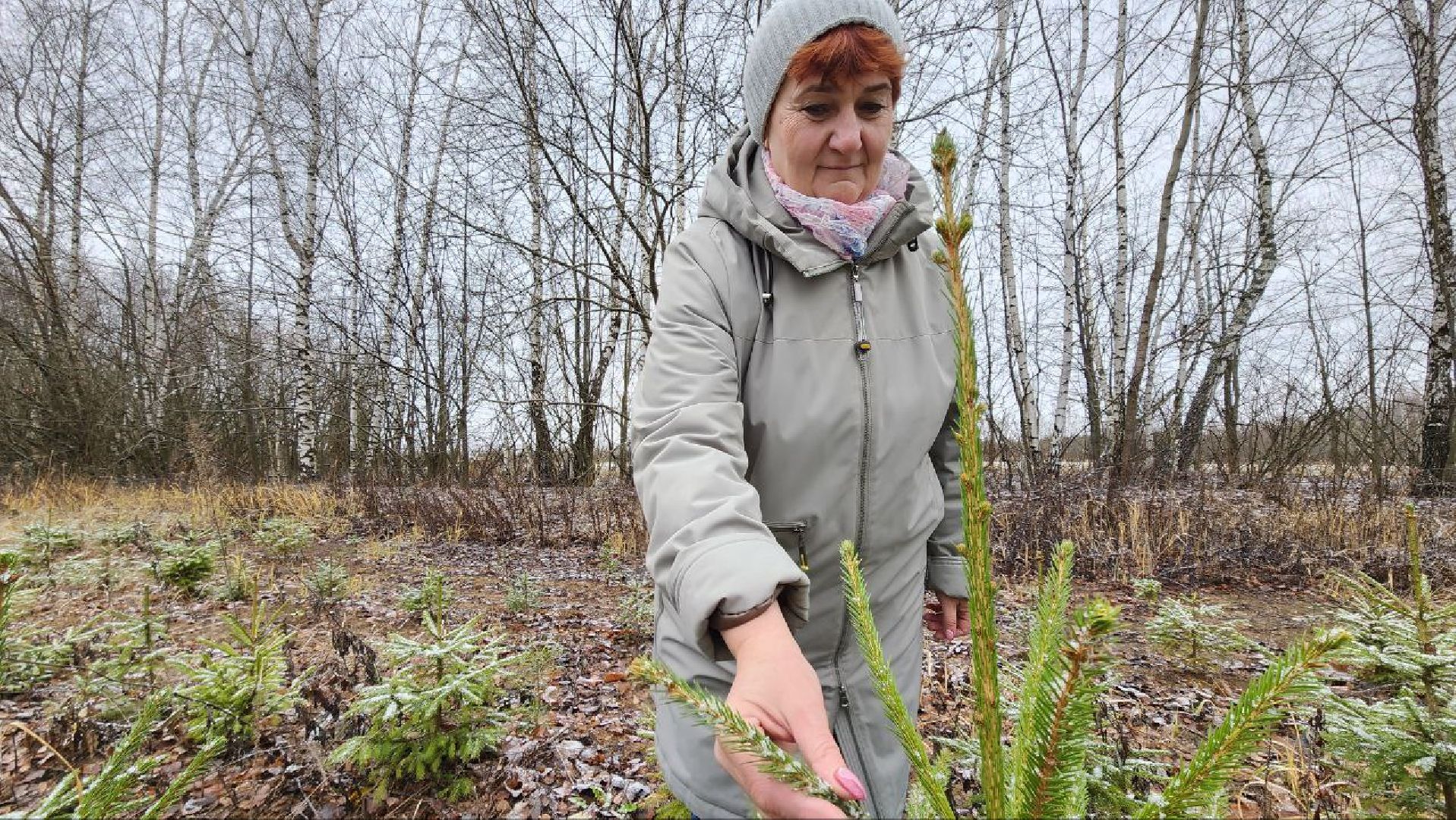 Дмитров, Лесной питомник, Комитет лесного хозяйства,