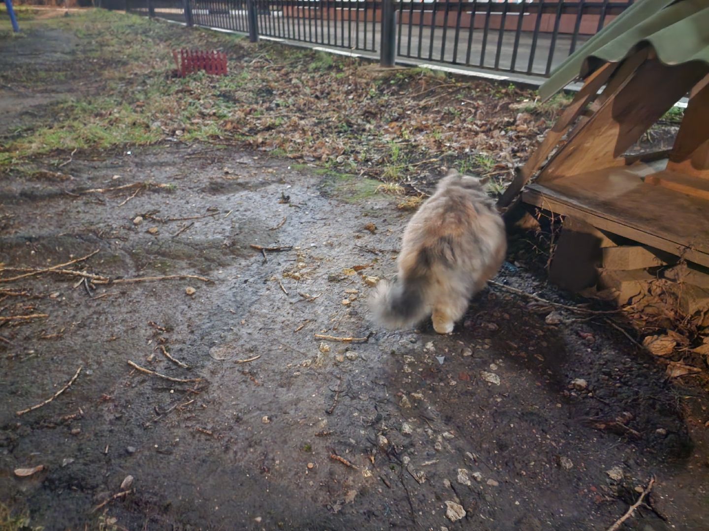 долгопрудный, кошкин дом, коты, крысоловы,