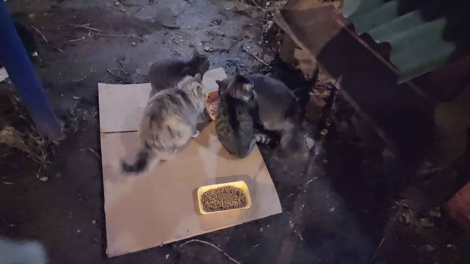 долгопрудный, кошкин дом, коты, крысоловы,