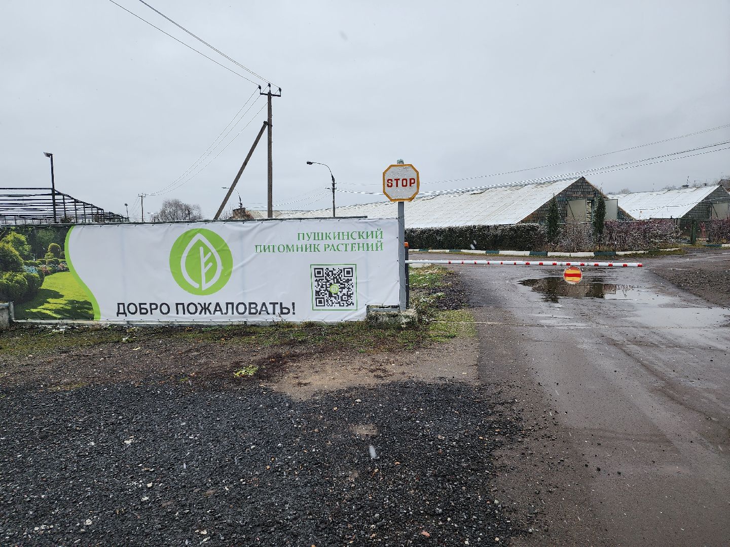 пушкино, садоводство, растения,