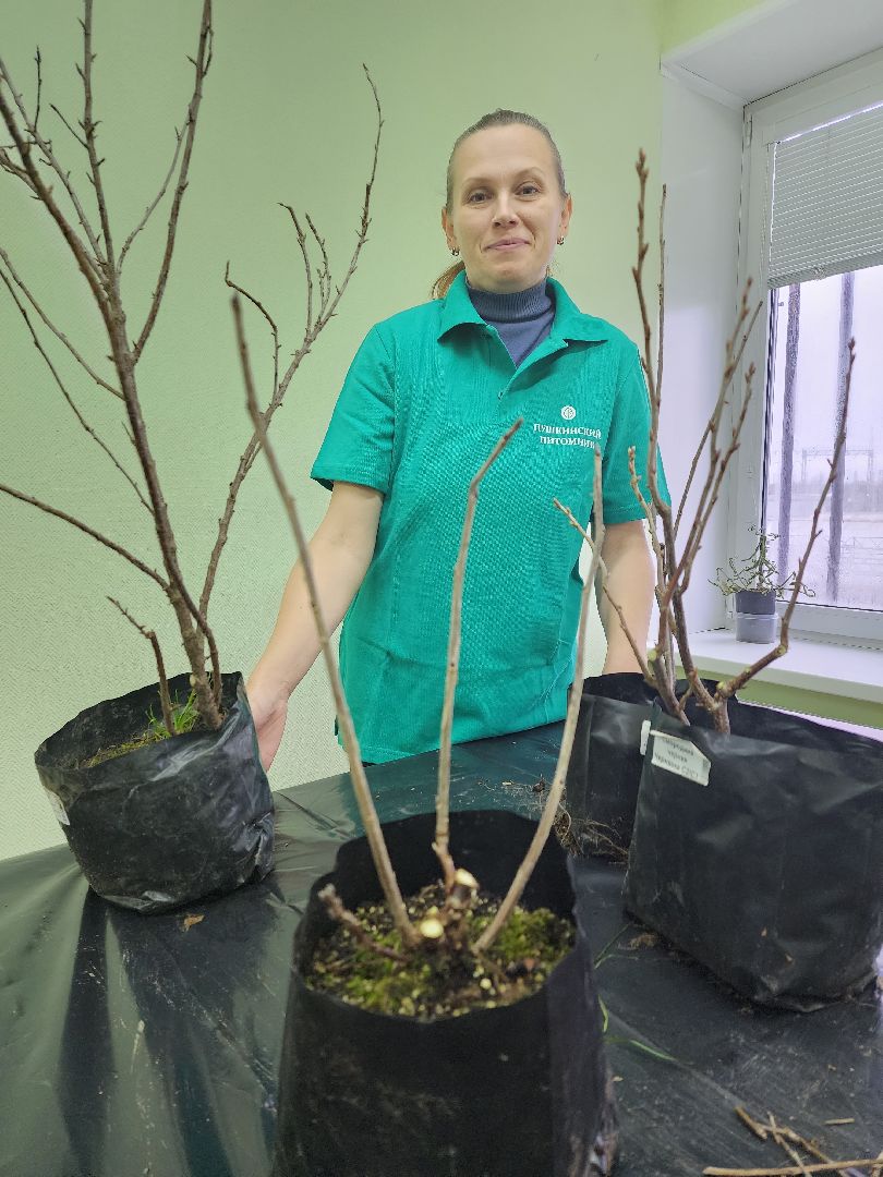 пушкино, садоводство, растения,