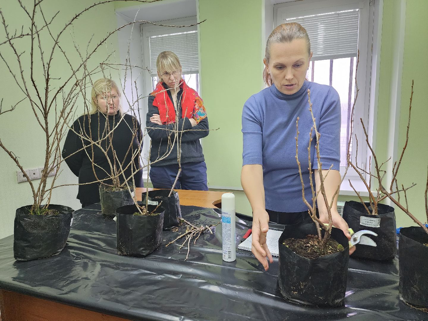 пушкино, садоводство, растения,