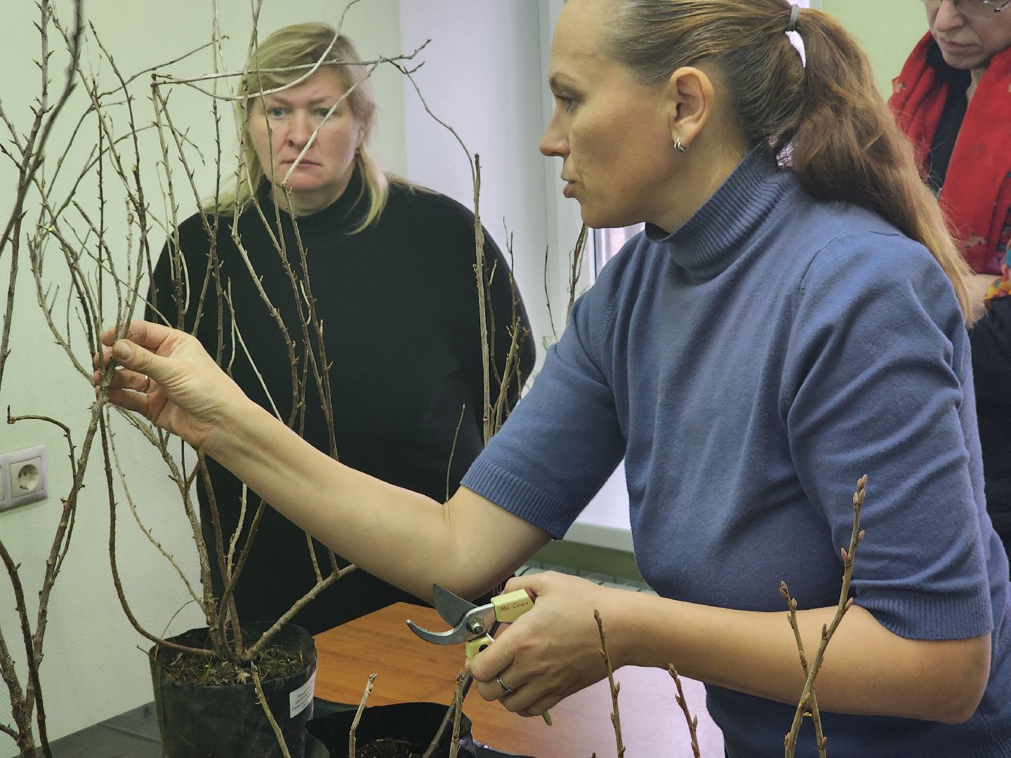 пушкино, садоводство, растения,