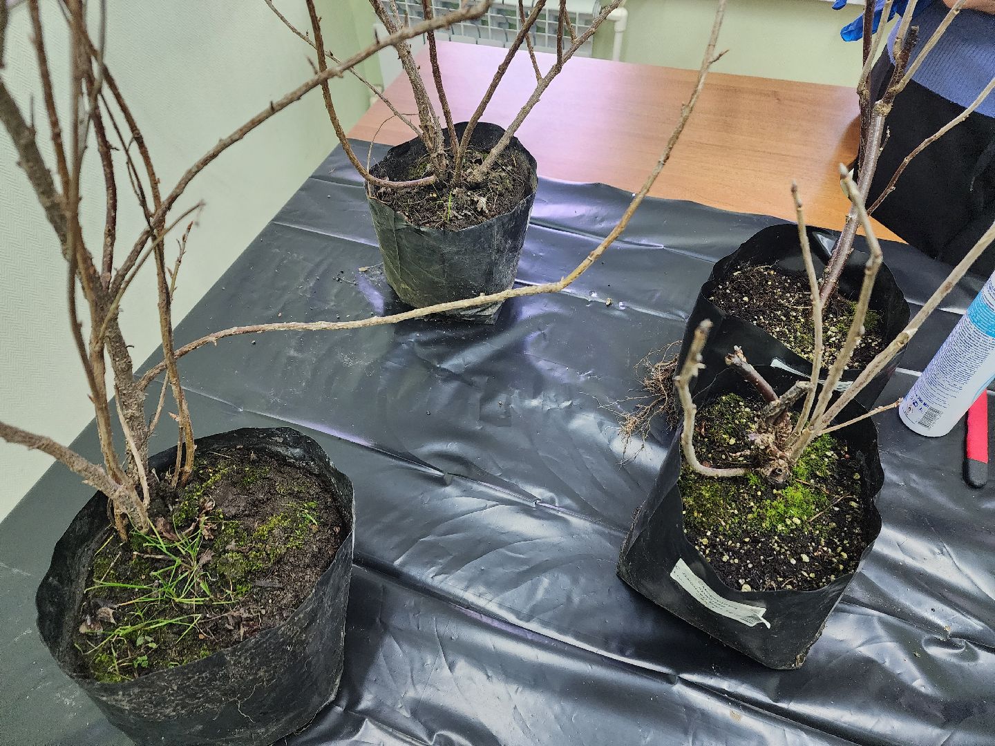 пушкино, садоводство, растения,