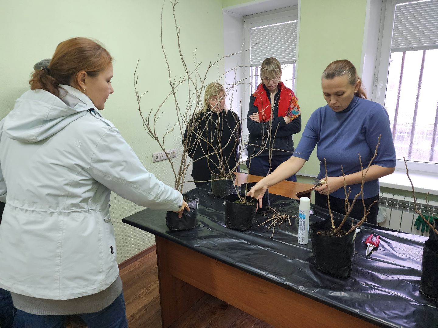 пушкино, садоводство, растения,