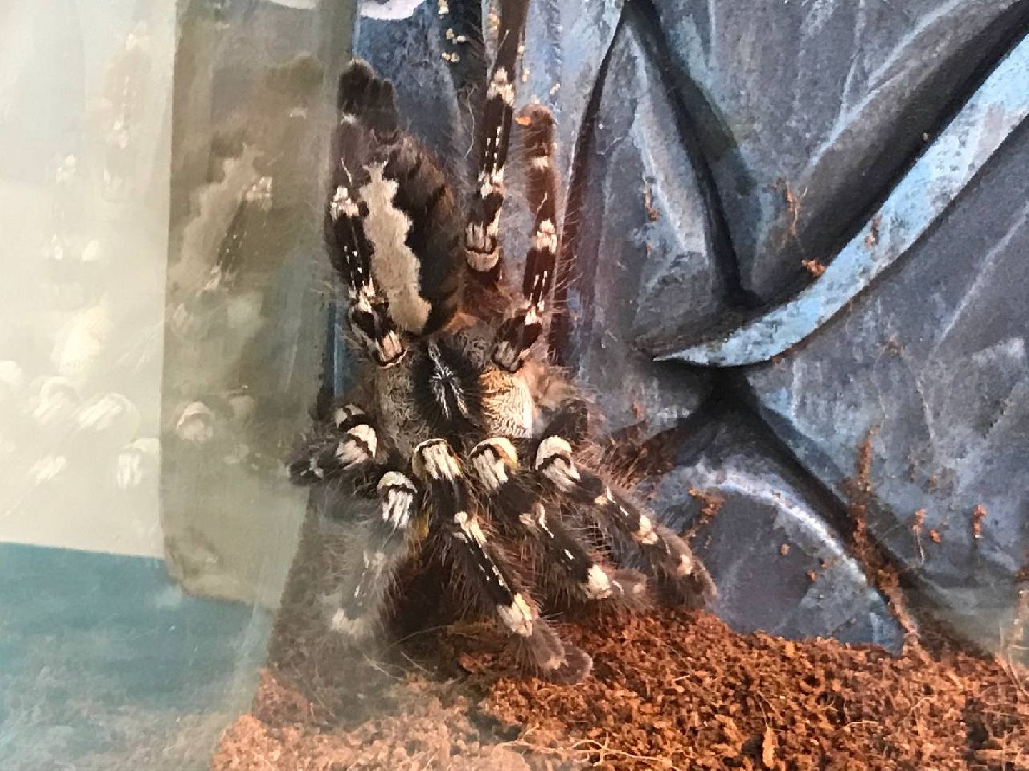 Егорьевск, пауки, выставка, подмосковье,